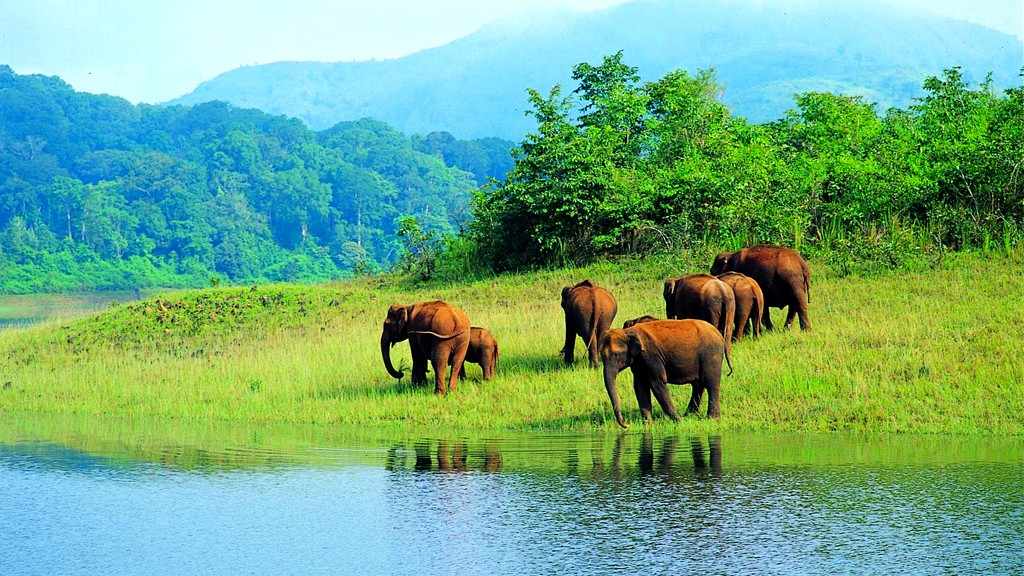 kerala - Image 4